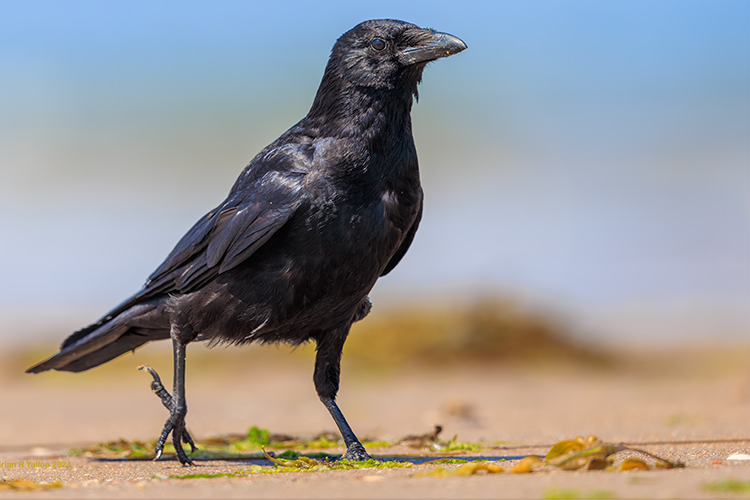 Crow mooching about
